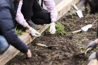 Ein Beet in Nahaufnahme. Mehrere Hände, mit und ohne Arbeitshandschuhe, sind dabei zu sehen, wie sie ein Beet umgraben. Das Beet ist von Holzbalken eingerahmt und es liegen mehrere Schaufeln auf der Erde.